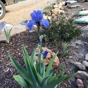 Meet your Posher, Carolyn